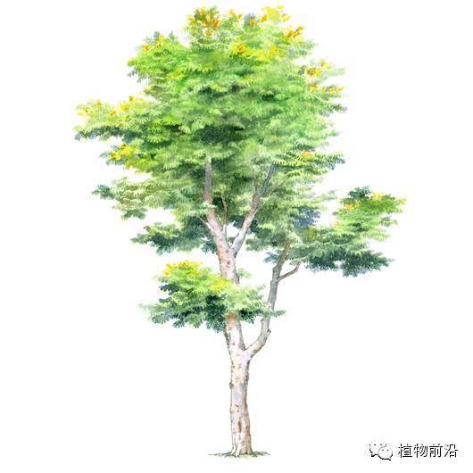 快来认树,101种带名字的手绘植物立面图