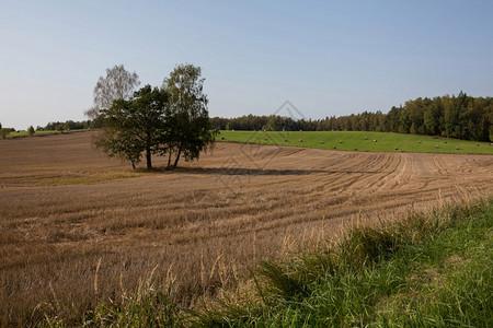 干草地面美丽的城市raiskums拉脱维亚谷物田和干草山地绽放乡村的背景